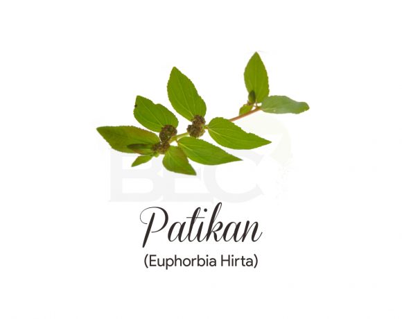 Patikan ( Pill-Bearing Spurge )