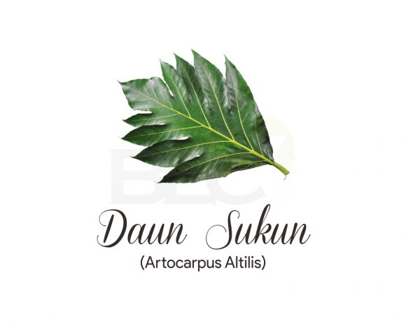 Sukun Leaves ( Breadfruit )