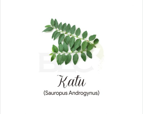 Katu ( Sweet Leaf Bush )