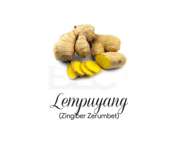 Lempuyang ( Fragrant Ginger )