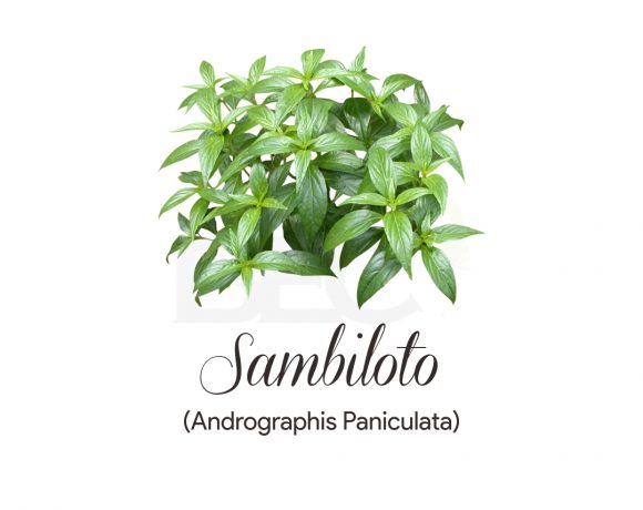 Sambiloto ( Green Chireta )