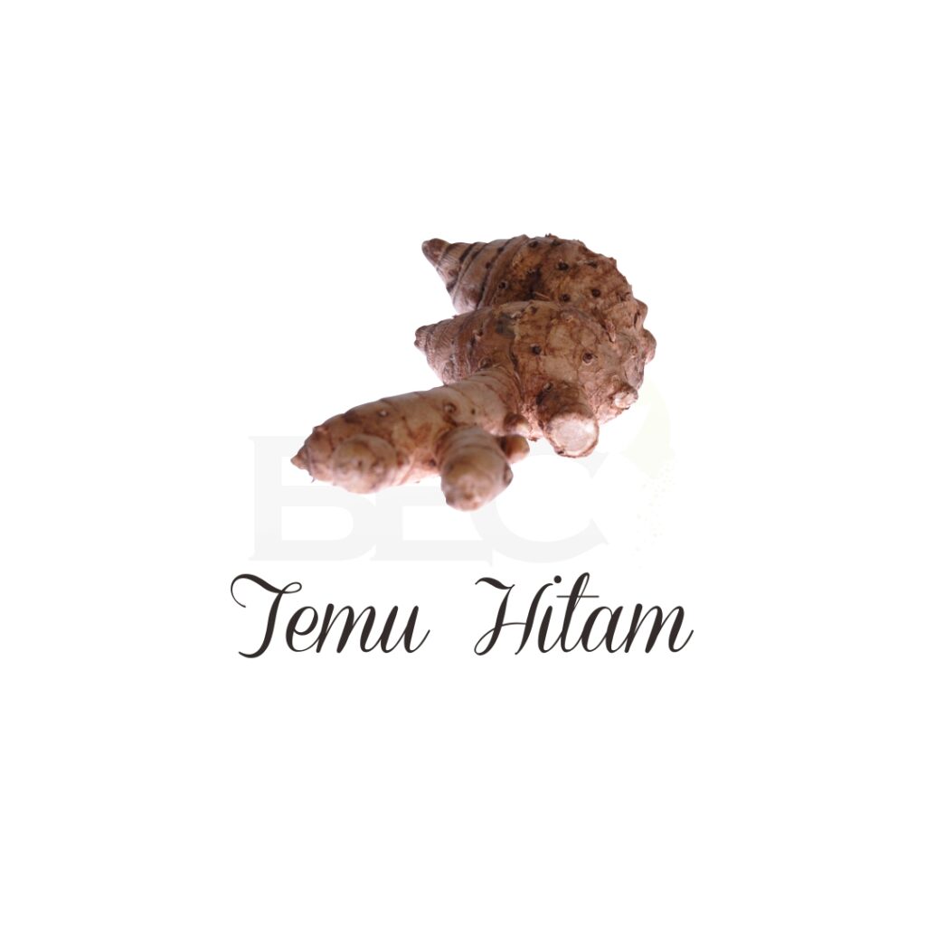 Temu Hitam ( Curcuma aeruginosa Rhizome ) - Borobudur Extraction Center