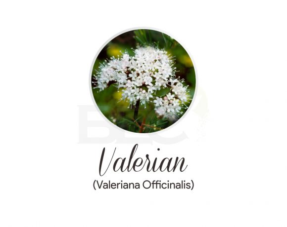Valerian ( Valerian )